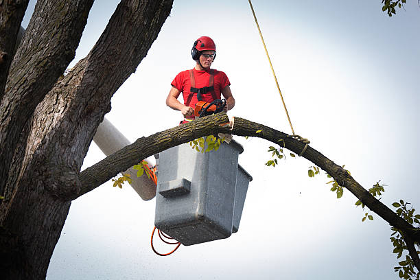 Emergency Storm Tree Removal in Winterville, NC